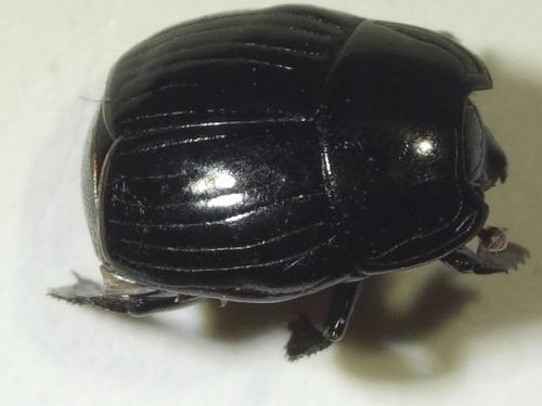 Réf. 206 783 : Margarinotus merdarius
